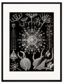 Gerahmter Kunstdruck Rohrstrahlinge, Phaeodaria (Kunstformen der Natur, 1899)