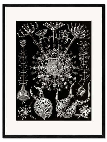 Inramat konsttryck Phaeodaria (Naturens konstformer, 1899)