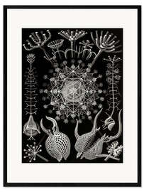 Kunsttryk i ramme Phaeodaria (Naturens kunstformer, 1899)