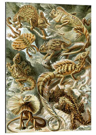 Tableau en aluminium Lézards, Lacertilia (Formes artistiques de la nature, 1899)