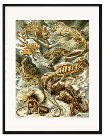Gerahmter Kunstdruck Echsen, Lacertilia (Kunstformen der Natur, 1899)