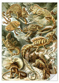 Wall sticker Lizards, Lacertilia (Art Forms in Nature, 1899)