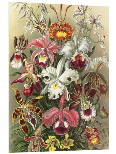 Foam board print Orchids, Orchidae (Art Forms in Nature, 1899)