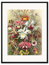Gerahmter Kunstdruck Orchideen, Orchidae (Kunstformen der Natur, 1899)