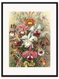 Innrammet kunsttrykk Orkidéer, Orchidae (Naturens kunstformer, 1899)