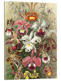 Gallery print Storczykowate, Orchidae (Kunstformen der Natur, 1899)