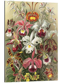 Magnettafel Orchideen, Orchidae (Kunstformen der Natur, 1899)