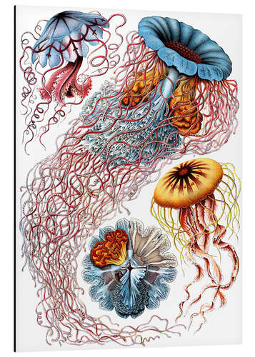 Alubild Semaeostomiden, Discomedusae - Kunstformen der Natur, 1899 I