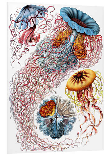 Foam board print Semaeostomids, Discomedusae - Art Forms in Nature, 1899 I