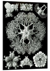 Aluminium print Brittle Stars, Ophiodea (Art Forms in Nature, 1899)