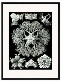 Gerahmter Kunstdruck Schlangensterne, Ophiodea (Kunstformen der Natur, 1899)