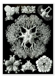 Tavla  Ormstjärnor, Ophiodea (Naturens konstformer, 1899) - Ernst Haeckel