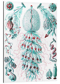 Print på aluminium Blæregopler, Siphonophorae (Kunstformen der Natur, 1899) IV - Ernst Haeckel
