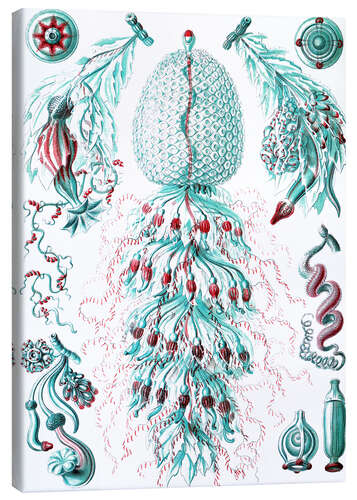 Canvas print Siphonophores, Siphonophorae (Art Forms in Nature, 1899) IV