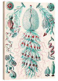 Trätavla Sifonoforer, Siphonophorae (Naturens konstformer, 1899) IV - Ernst Haeckel