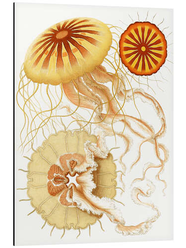 Aluminiumsbilde Discomedusae, Polybostricha (The System of Medusae, 1879)