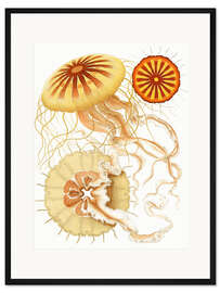 Gerahmter Kunstdruck Discomedusae, Polybostricha (Das System der Medusen, 1879)