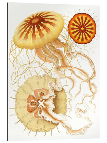 Gallery print Discomedusae, Polybostricha (The System of Medusae, 1879)