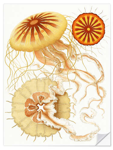 Muursticker Discomedusae, Polybostricha (The System of Medusae, 1879)