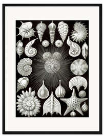 Gerahmter Kunstdruck Kammerlinge, Thalamphora 2 (Kunstformen der Natur, 1899)