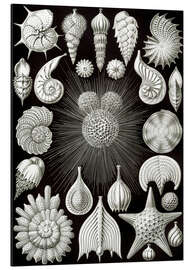 Magnettafel Kammerlinge, Thalamphora 2 (Kunstformen der Natur, 1899)