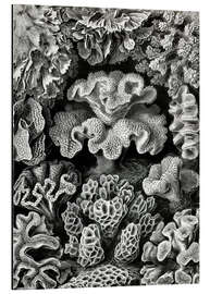 Magnettafel Sechsstrahlige Blumentiere, Hexacorallia (Kunstformen der Natur, 1899)