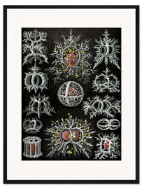 Gerahmter Kunstdruck Ringelstrahlinge, Stephoidea (Kunstformen der Natur, 1899)