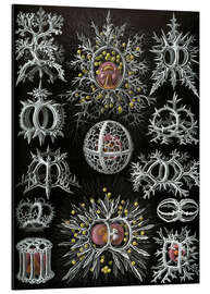 Magnettafel Ringelstrahlinge, Stephoidea (Kunstformen der Natur, 1899)