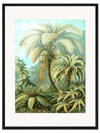 Gerahmter Kunstdruck Farne, Filicinae (Kunstformen der Natur, 1899) - Ernst Haeckel