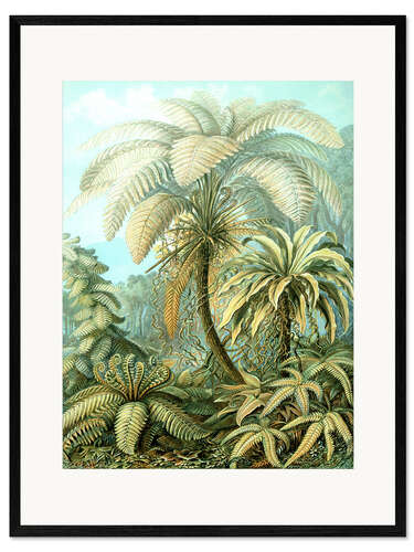 Framed art print Ferns, Filicinae (Art Forms in Nature, 1899)