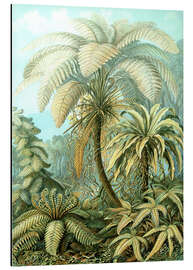 Magnettafel Farne, Filicinae (Kunstformen der Natur, 1899)