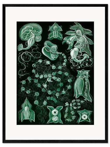 Framed art print Siphonophores, Siphonophorae (Art Forms in Nature, 1899) II