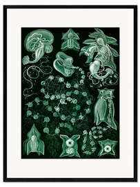 Framed art print Siphonophores, Siphonophorae (Art Forms in Nature, 1899) II