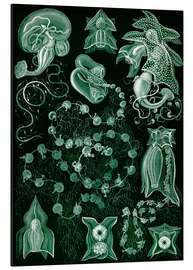 Magnettafel Staatsquallen, Siphonophorae (Kunstformen der Natur, 1899) II