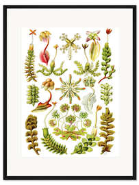 Gerahmter Kunstdruck Lebermoose, Hepaticae (Kunstformen der Natur, 1899)