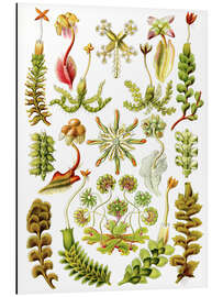 Magnettafel Lebermoose, Hepaticae (Kunstformen der Natur, 1899)