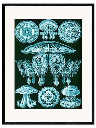 Framed art print Discomedusae (Art Forms in Nature, 1899)