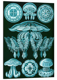 Magnettafel Scheibenquallen, Discomedusae (Kunstformen der Natur, 1899)