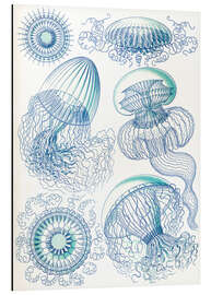 Magnettafel Nesseltiere, Leptomedusae (Kunstformen der Natur, 1899)