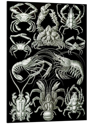 Tableau en aluminium Décapodes, Decapoda (Formes artistiques de la nature, 1899)