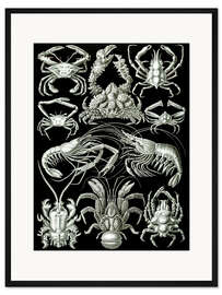 Gerahmter Kunstdruck Zehnfußkrebse, Decapoda (Kunstformen der Natur, 1899)
