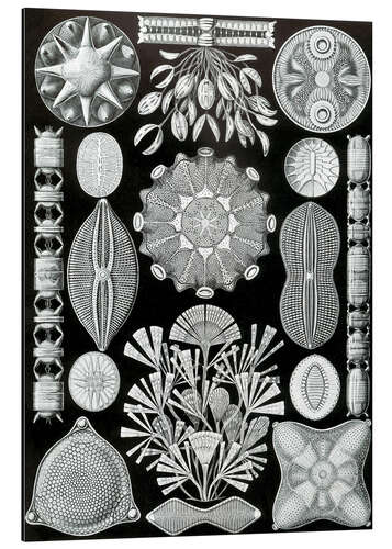 Tableau en aluminium Diatomées, Diatomea (Formes artistiques de la nature, 1899)