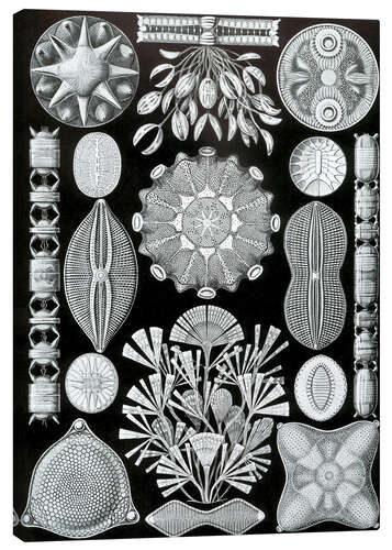 Canvas print Diatoms, Diatomea (Art Forms in Nature, 1899)