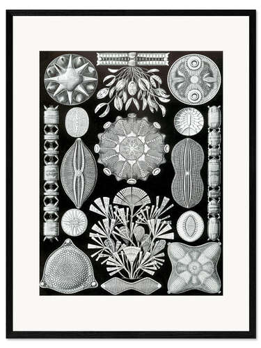 Ingelijste kunstdruk Kiezelwieren, Diatomea (Kunstvormen der natuur, 1899)