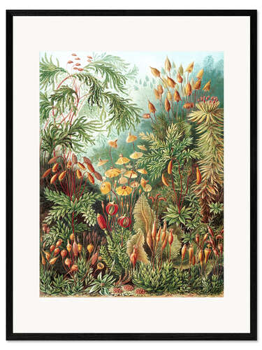 Kunsttryk i ramme Mosser, Muscinae (Kunstformen der Natur, 1899)