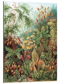 Magnettafel Moose, Muscinae (Kunstformen der Natur, 1899)