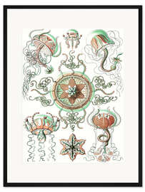 Gerahmter Kunstdruck Kolbenquallen, Trachomedusae (Kunstformen der Natur 1899)