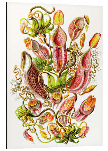 Tableau en aluminium Nepenthes, Nepenthaceae (Formes artistiques de la nature, 1899)