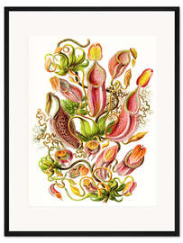 Gerahmter Kunstdruck Kannenpflanzen, Nepenthaceae (Kunstformen der Natur, 1899)