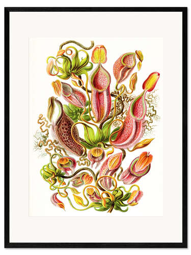 Framed art print Nepenthes, Nepenthaceae (Art Forms in Nature, 1899)